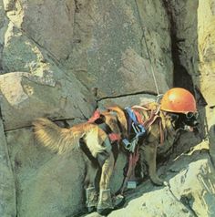 a man climbing up the side of a mountain next to a dog wearing a helmet