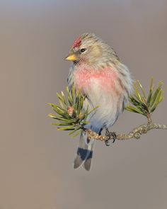 a small bird perched on top of a pine tree branch