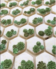 green and white decorated cookies arranged in hexagonal shapes with succulents on them