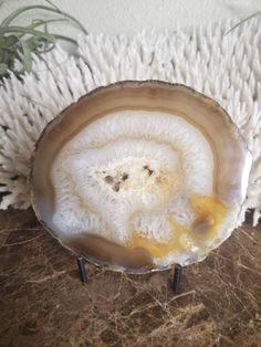 an agate shell is sitting on a table