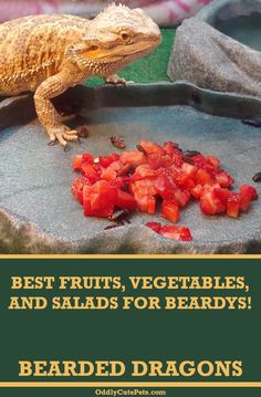 a bearded dragon eating tomatoes on top of a stone slab with the caption best fruits, vegetables, and salads for beards