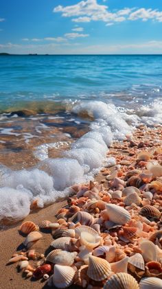 shells on the beach with waves coming in from the water and blue sky above them