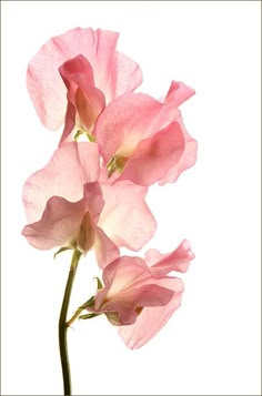 three pink flowers are shown against a white background