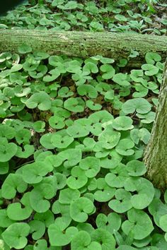 green plants growing on the ground next to a tree