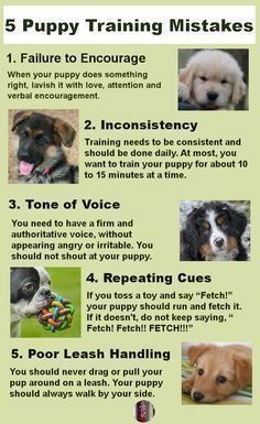 the five puppy training stages are shown in this poster