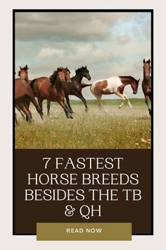 seven horses running in a field with the text 7 fastest horse breeds besides the tb & qh