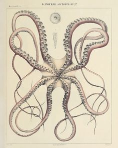 Octopus (Pl. 27) -  Vintage Reproduction - McGaw Graphics Skeletal Structure, Unstretched Canvas, Sacred Geometry Symbols, Oceanography, Charles Darwin, Skeletal, Antique Prints, Rare Books, French Artists