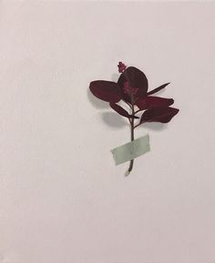 a single red flower on a white background with some green stickers attached to it