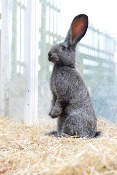 a rabbit sitting on its hind legs in hay