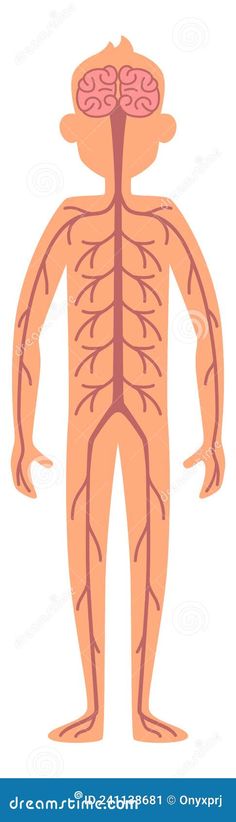 the human body is divided into sections, including the heart and brain in each section