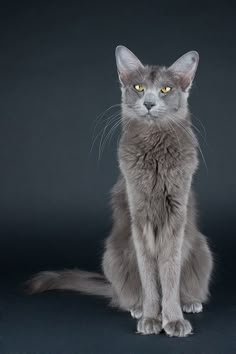 a gray cat with yellow eyes sitting down