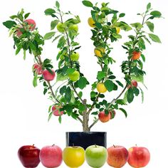 an apple tree in a pot surrounded by apples on a white background with leaves and fruit below it