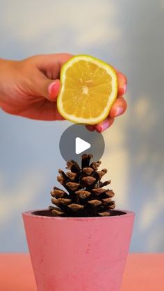 a person is holding a lemon slice over a small pine cone in a pink pot