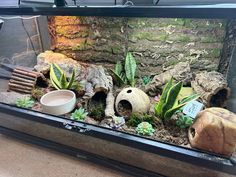 a fish tank filled with plants and rocks