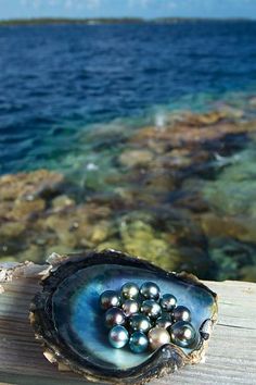 an oyster shell with pearls on it sitting on a wooden plank near the ocean and rocks