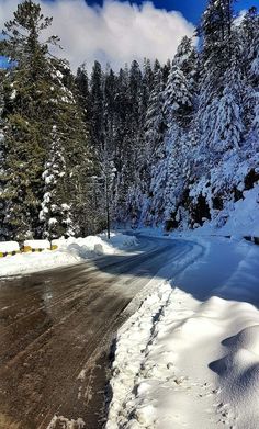 the road is covered in snow and has lots of trees on both sides as well