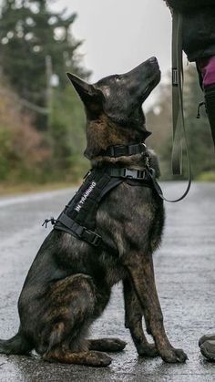 a black and brown dog sitting on the side of a road next to a person