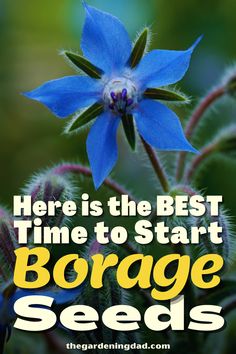 a blue flower with the words here is the best time to start boragge seeds