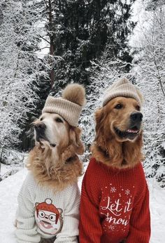 Winter Thoughts, Christmas Dog Photography, Christmas Pet Photos, Christmas Golden Retriever, Dog Christmas Photos, Dog Christmas Pictures, Golden Retriever Christmas, Cute Christmas Outfits