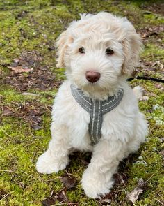 a small white dog sitting on top of a lush green field