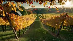 the sun shines brightly over rows of vines in an autumnal vineyard with green grass and yellow leaves