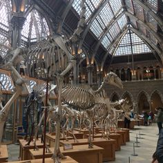 the skeleton of a horse is on display in an indoor building with high ceilings and glass windows