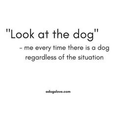 a quote that reads look at the dog me every time there is a dog regardless of the situation