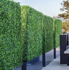 a couch sitting next to a tall green hedge