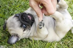 a person petting a small pug laying on top of green grass with the caption i'm a trained attack pug, i will got you on command