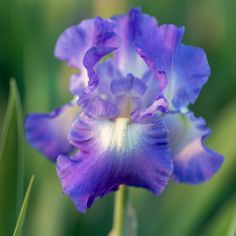 a close up of a purple flower in the grass