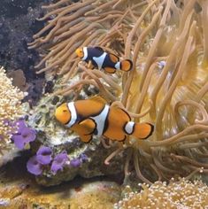 two clown fish in anemone on the ocean floor with corals and other sea life