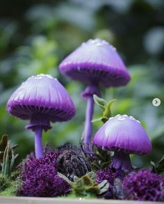 three purple mushrooms are growing out of the ground