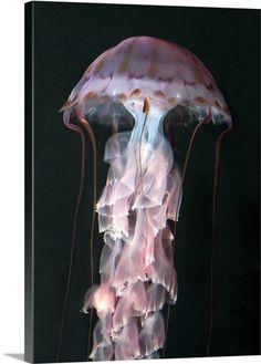 a pink jellyfish floating in the water