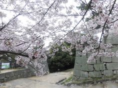 some pink flowers are blooming on the trees in front of an old stone wall