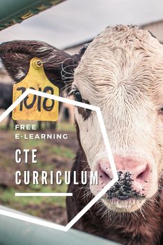 a cow looking through the window of a car with an e - learning sign in the background