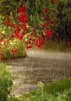 red flowers in the rain with green leaves and wooden bench under it, surrounded by other pictures