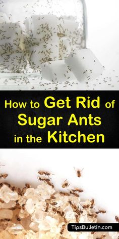 an image of how to get rid of sugar ants in the kitchen with text overlay