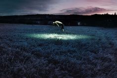 a person standing in the middle of a field at night