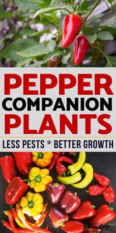 pepper companion plants with text overlay