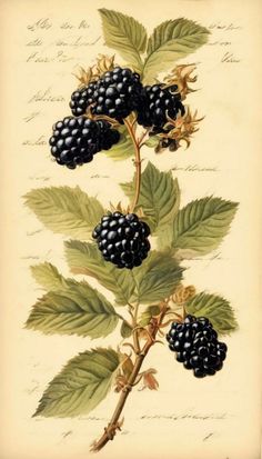 blackberries on a branch with green leaves and some writing in the backround