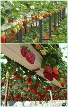 strawberries are growing in the greenhouse and hanging from the ceiling, along with other plants