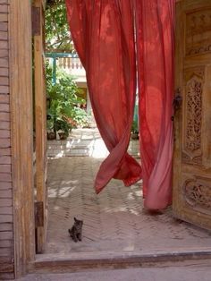 a cat is sitting in front of a red drapes on the door way to a house