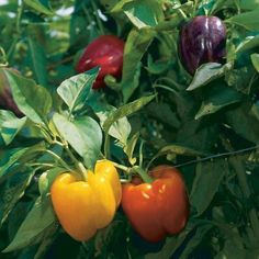 peppers growing on the vine in an outdoor garden