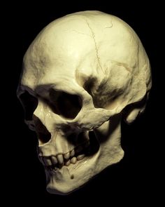 a human skull is shown against a black background