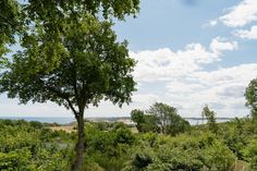 an area with lots of trees and water in the distance