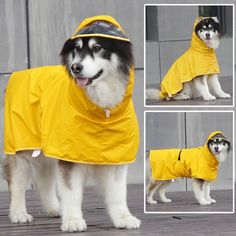 a collage of photos shows a dog wearing a yellow raincoat and standing in front of a building