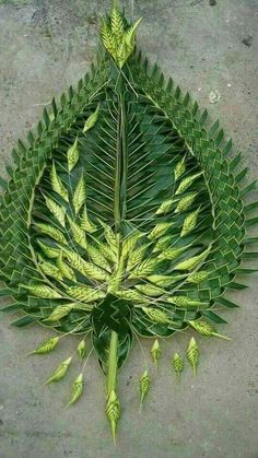 a large green leaf laying on top of cement