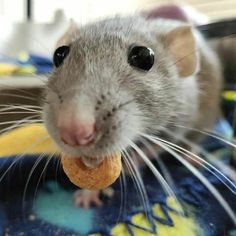 a close up of a rat eating food