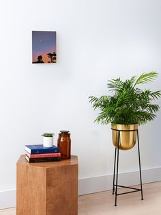 a potted plant sitting on top of a wooden table