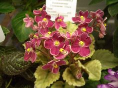 some pink and yellow flowers are on display